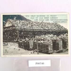 California Pigeon Ranch Early 1900s Postcard Typed on Front Birds Farming